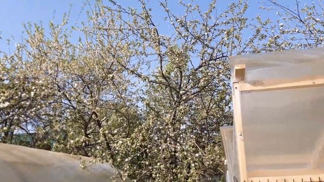 Вольер для Дрозда. смотреть онлайн