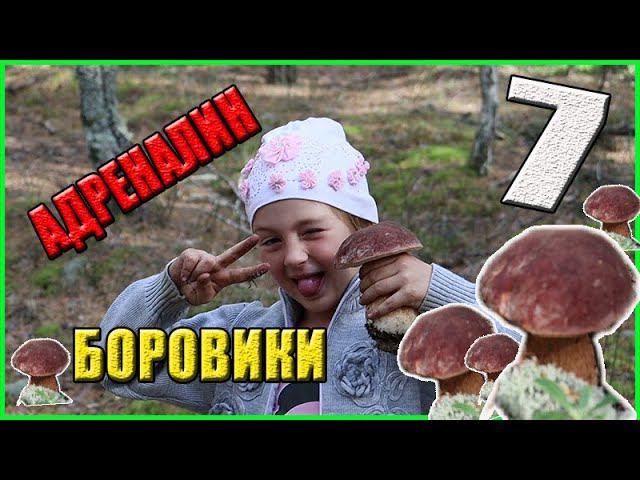 АДРЕНАЛИН зашкаливает. Сбор грибов БОРОВИКОВ. Соревнуются Двое 74 и 7 лет смотреть онлайн