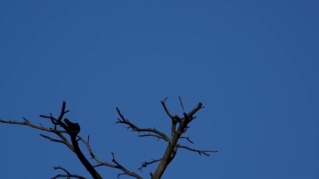 Кукушка. Cuckoo смотреть онлайн