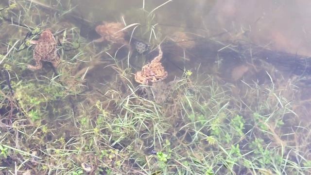 Брачный период у жаб смотреть онлайн