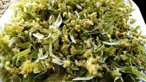Сбор липы и заварка чая, очень вкусная и полезная вещь