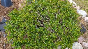 СТЕФАНАНДРА-ШИКАРНЫЙ КУСТАРНИК ДЛЯ САДА!!!