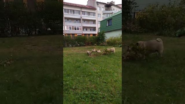 Мопсы смотреть онлайн