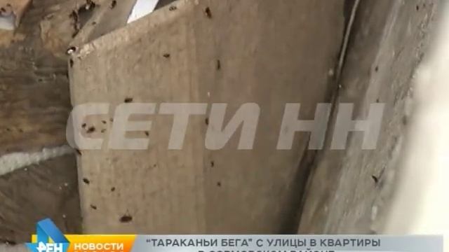 Тараканьи бега с улиц в квартиры: насекомые из пристанища бомжей переселяются в квартиры смотреть онлайн