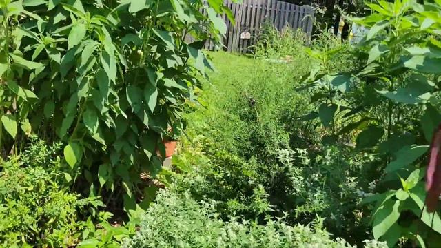 Ripe Mayapple, Beachplum Harvest and Groundnut Flowers смотреть онлайн
