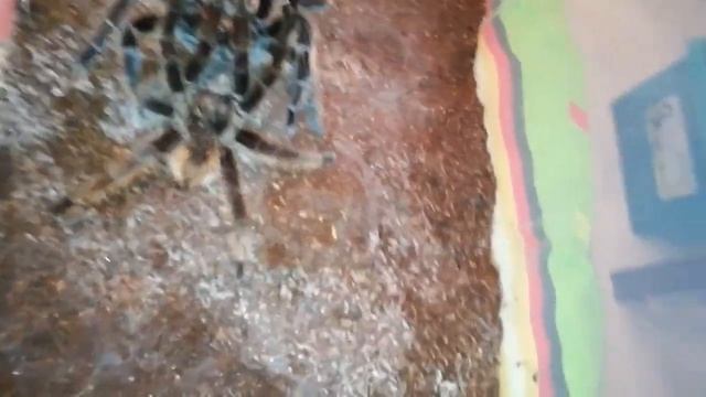 Спаривание птицеедов Brachypelma albopilosum (атаковала самца!) смотреть онлайн