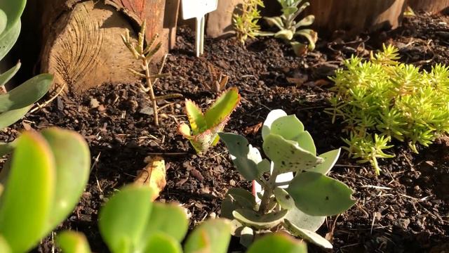 Natureza em Cores - Mostrando as Kalanchoe - Quadro Passando a Página #DESAFIO смотреть онлайн