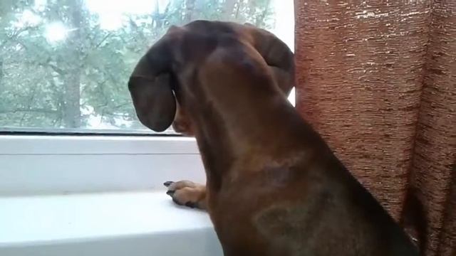 Кто тут смотрит в окно?