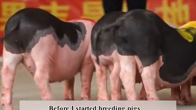 Animal Related Activities - China Travel New Links - Episode 156 - BONTV China смотреть онлайн