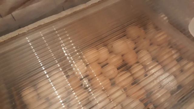 Инкубация бройлера./Готовимся к массовому вылуплению!/ Что сделать надо..6 марта 2018 г. смотреть онлайн