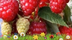 Малина ремонтантная Зюгана ? Обзор: посадка и уход. крупномеры малины Зюгана: описание и особенност