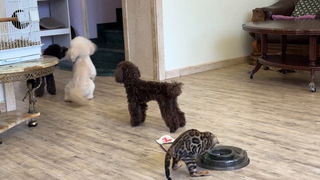 All dogs want to be friends with Leopold the cat.. Cобаки хотят дружить с котом Леопольдом. смотреть онлайн