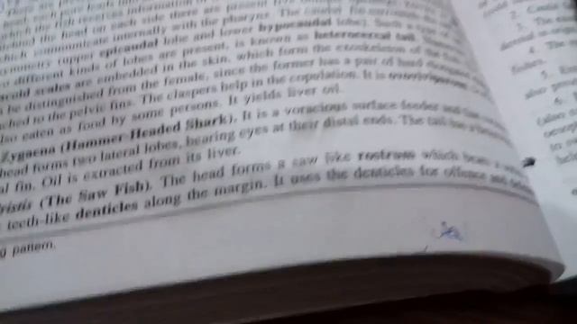 Formula to remember-Zygaena-hammer headed shark смотреть онлайн