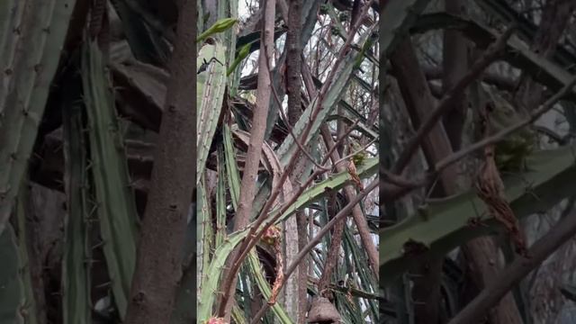 Wild Cactus Fruit in Kauai Hawaii 🌺 Tropical Dragon Fruit and Puruvian Cactus Apple смотреть онлайн
