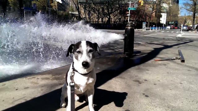 Jack Russell Terrier / Fire Hydrant смотреть онлайн