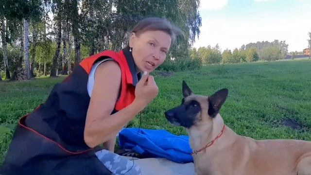 Развивающие игры для собак.Елена Дорофеева кинолог-инструктор и малинуа Шельма