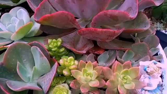 16 SUCULENTAS FÁCIL DE CULTIVAR para INICIANTES. COMO CUIDAR? смотреть онлайн