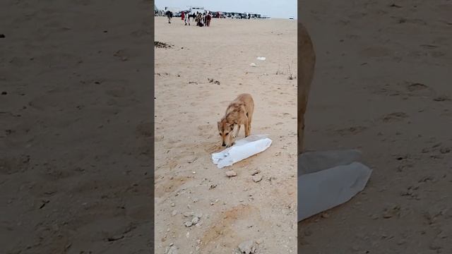 ВОЛК-койот или собака пустыни в Египте. A coyote wolf or a desert dog in Egypt. смотреть онлайн