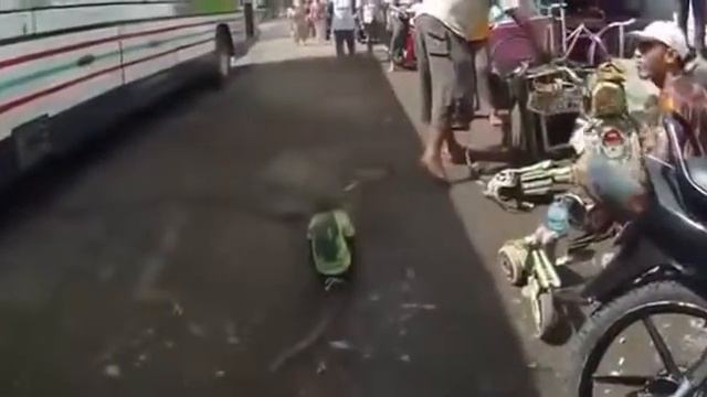 Обезьяна и Мотоцикл ПРИКОЛЫ С ЖИВОТНЫМИ смотреть онлайн