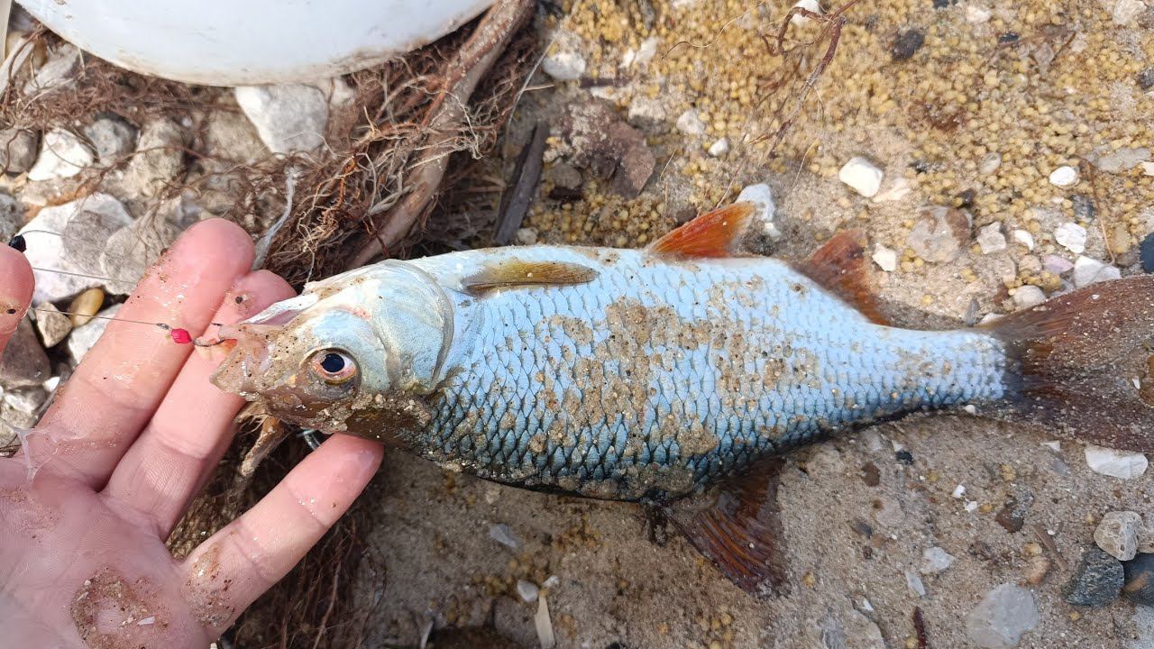 Рыбалка на донку в черте города. 16.05.2024г. смотреть онлайн