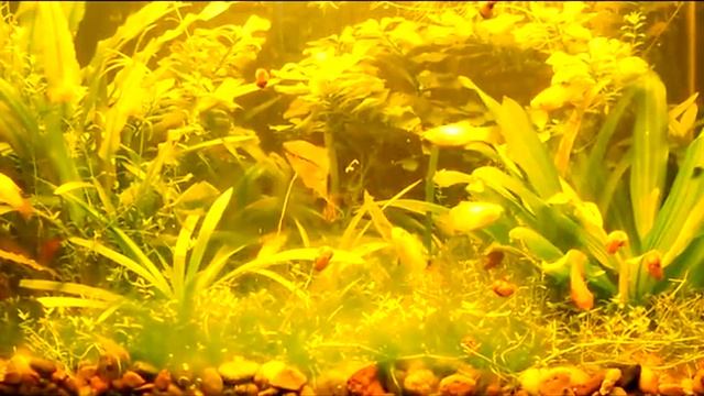 Суп-компот из пецилят