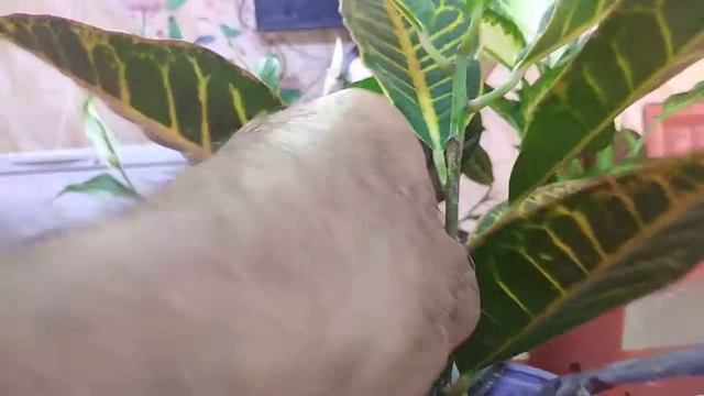 العنايه بنبات الكروتون المتباين/الاضاءه والسقي والتسميد و الإكثار смотреть онлайн