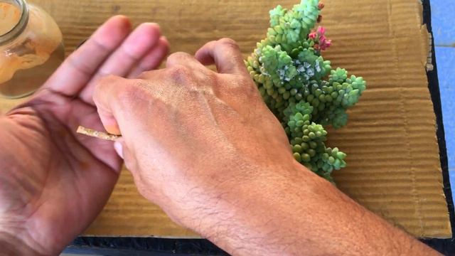 PROPAGATING MY BURRO'S TAIL AFTER MANY YEARS | SUCCULENT CARE TIPS смотреть онлайн