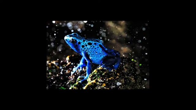 Як з'являється жабка-квакушка? смотреть онлайн