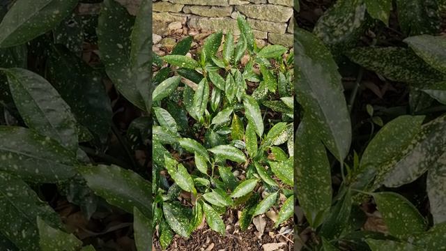 По саду, огороду. Весна 2022 Обзор растений 28 Апреля 2022 смотреть онлайн