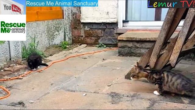 С виду это обычные котята! Но когда вы увидите, как они передвигаются, не поверите своим глазам! смотреть онлайн