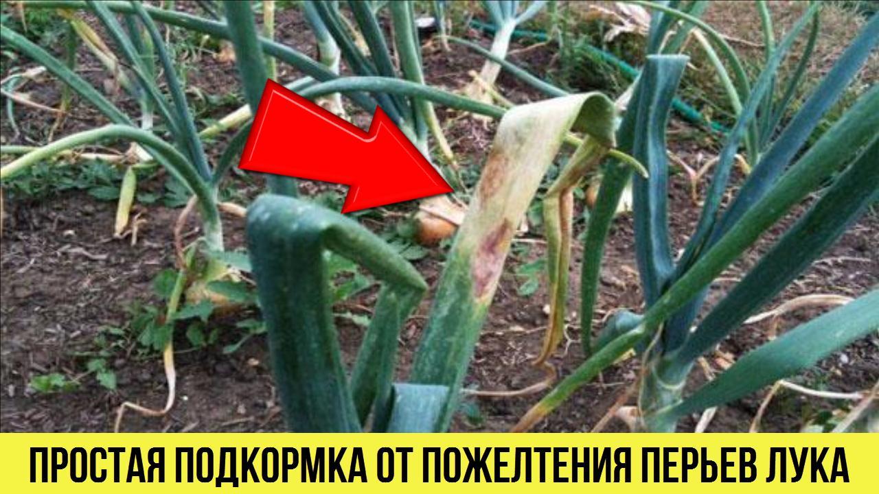 Исправила всё в момент Самая простая подкормка если Желтеет перо лука Копилка Дачных секретов смотреть онлайн