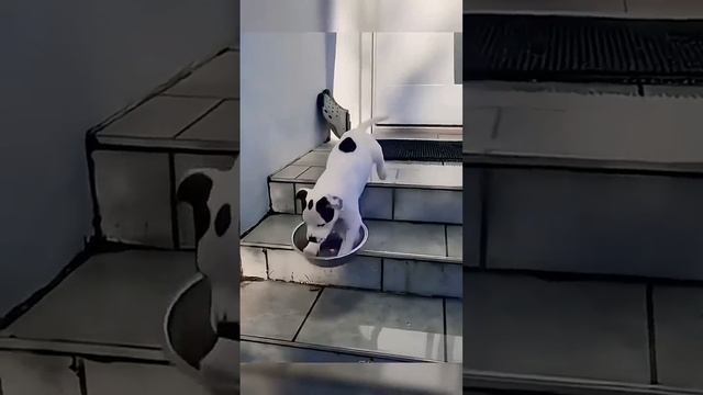 Кошки против собак) смотреть онлайн