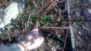 Обрезка голубики осенью.Какие ветки на кустах голубики обрезать необходимо 100%