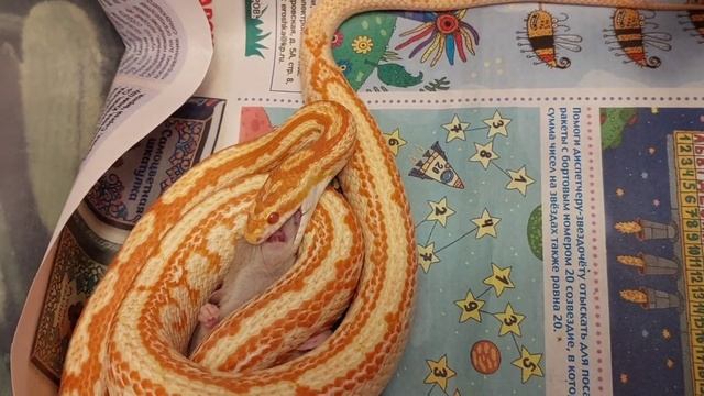 Кормление змей ))) Каспер, Коломбо , Грут и Найк. смотреть онлайн