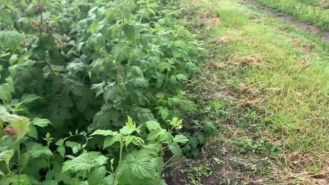 Малина мечты сорт Нижегородец. смотреть онлайн