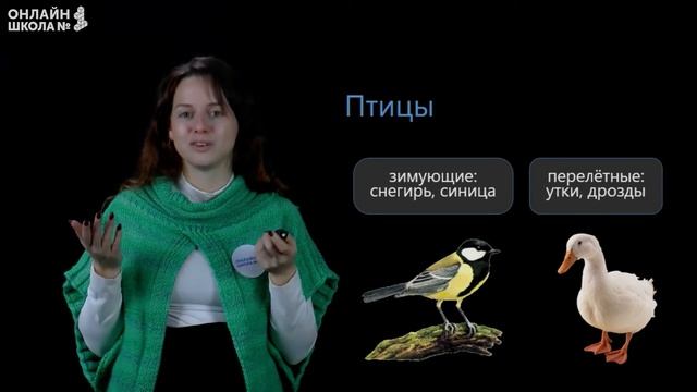 Видеоурок 14. Где зимуют птицы? Окружающий мир 1 класс смотреть онлайн