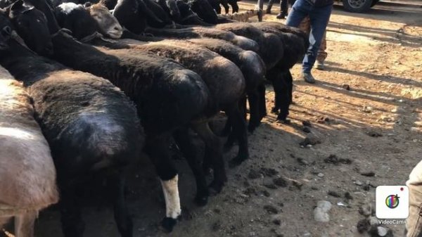 OPTOM QOY BOZORI. MARGILON KOMBINAT