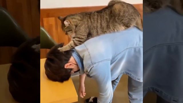 Котики массажисты. смотреть онлайн
