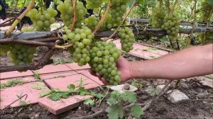 Виноград Циравас Аграа в условиях северного Подмосковья 08 августа 2021 года.