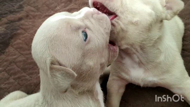 Наши щенки породы Американский Булли ч. 2 смотреть онлайн