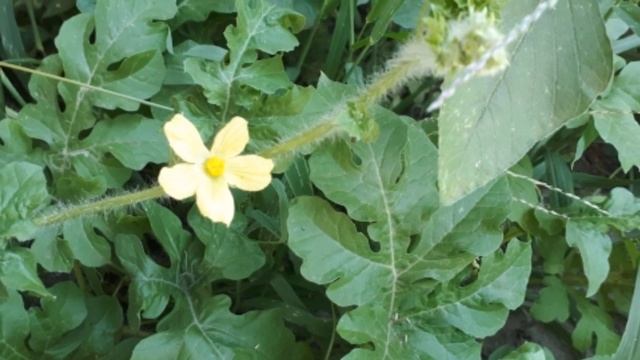 Мои арбузы.Бабочки Адмиралы порхают!!!#ЛЮДМИЛАЯНЕНКО