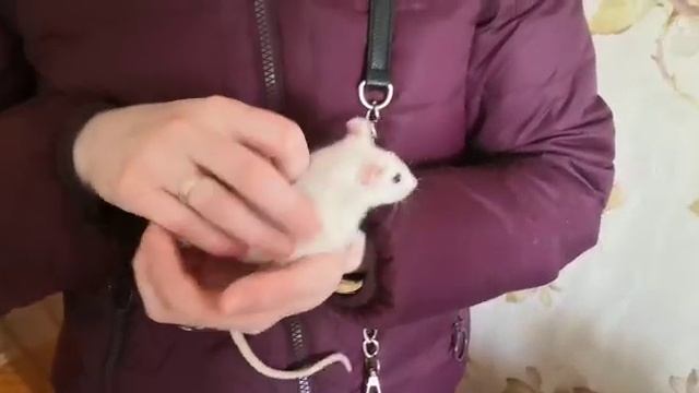 Обучающее видео для детей.Мои четвероногие друзья часть4 Крыса смотреть онлайн