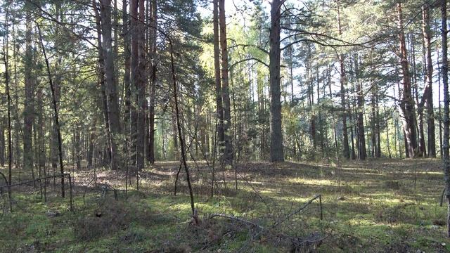 Грибы в пятницу. смотреть онлайн