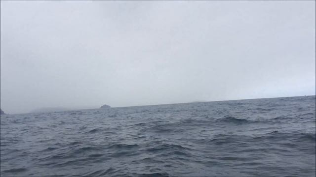 Padstow Sealife Safari Basking Shark Sighting смотреть онлайн