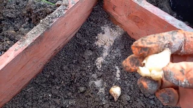 МУСКАРИ (MUSCARI),МЫШИНЫЙ ГИОЦИНТ.ПОСАДКА МУСКАРИ В ОТКРЫТЫЙ ГРУНТ