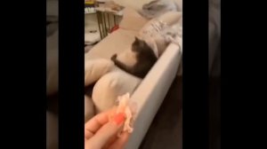 Никогда не повторяйте это со своими котам! Подборка смешных котов.