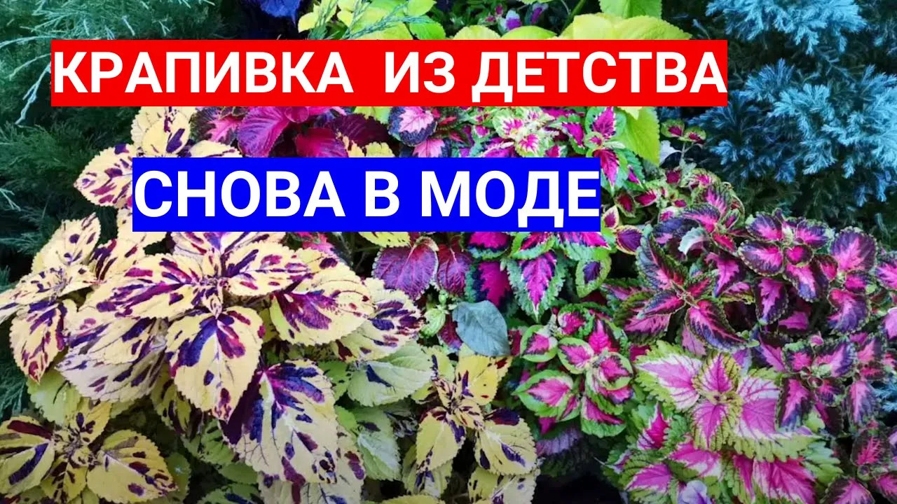 ПОСЕВ КОЛЕУСА СЕМЕНАМИ - ОЖИВУТ ТЕНИСТЫЕ УГОЛКИ САДА смотреть онлайн
