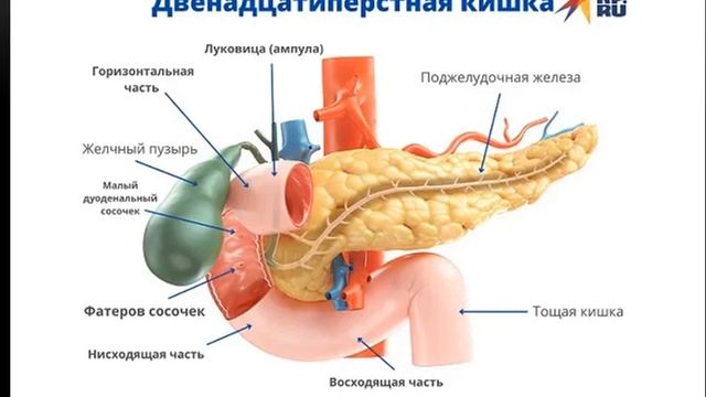 Пищеварение в желудке