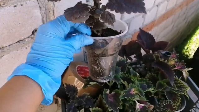 Растения. Посылки смотреть онлайн