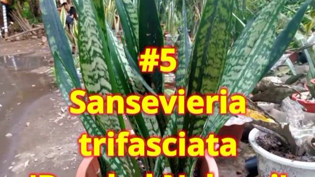 My Top 10 Sansevieria trifasciata cultivar смотреть онлайн